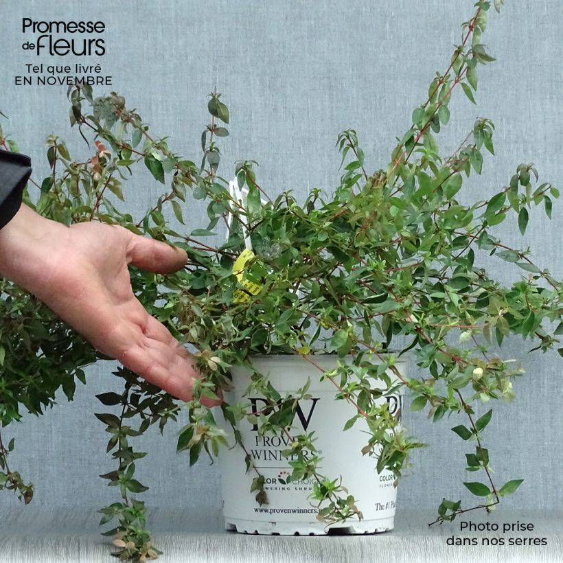 Exemplar von Abelia grandiflora Pinky Bells Topf mit 2L/3L wie im Herbst geliefert