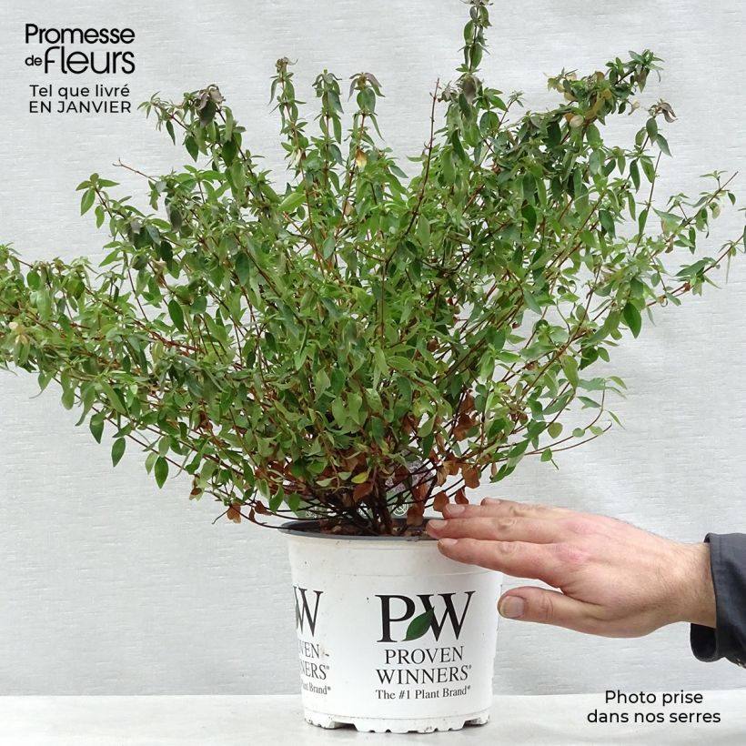 Exemplar von Abelia grandiflora Pinky Bells Topf mit 2L/3L wie im Winter geliefert