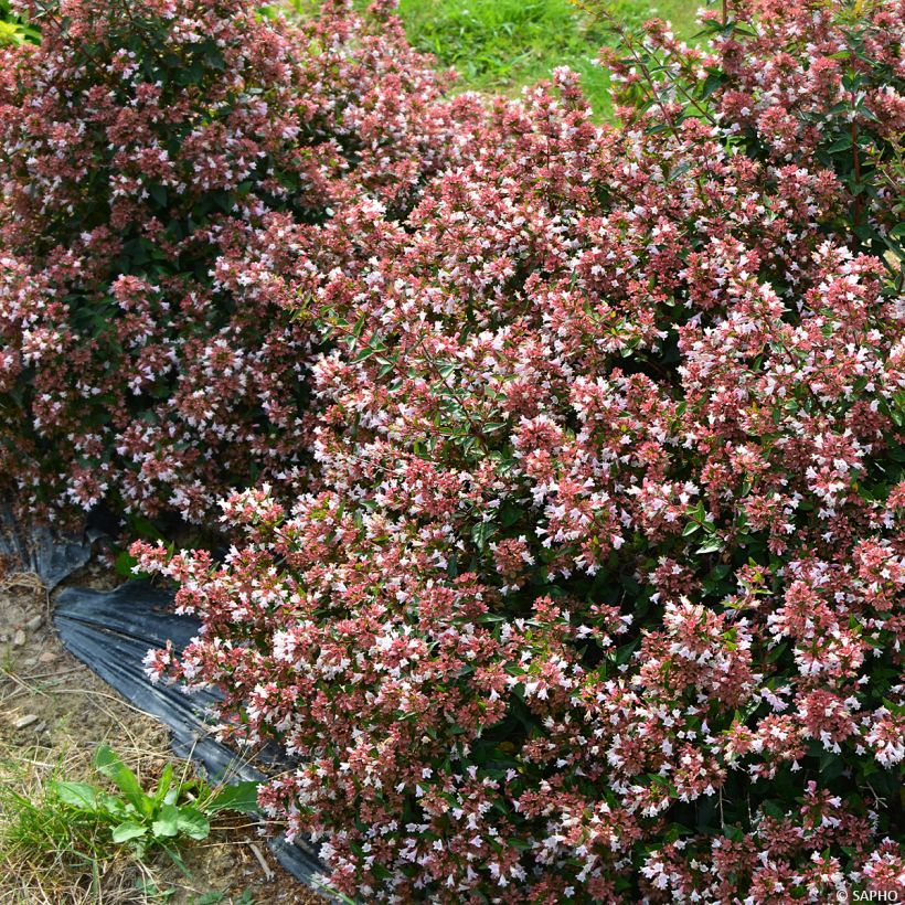 Abelia Raspberry Profusion (Hafen)