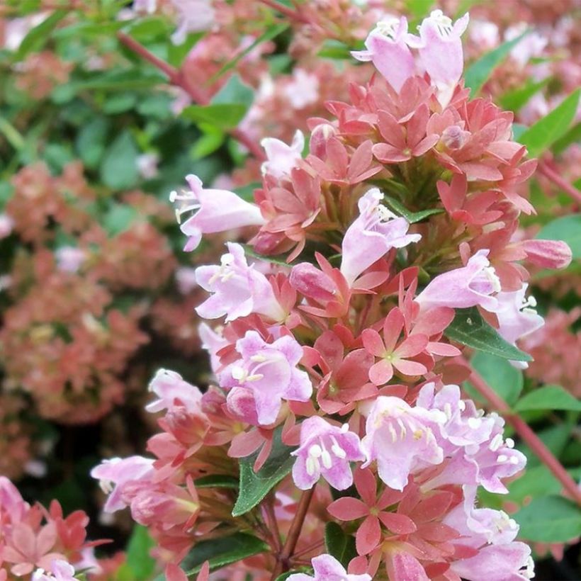 Abelia Raspberry Profusion (Blüte)