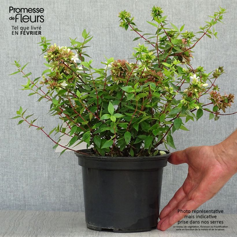 Exemplar von Abelia grandiflora Sherwood Topf mit 2L/3L wie im Herbst geliefert