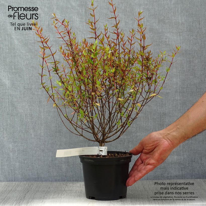 Exemplar von Abelia grandiflora Sherwood Topf mit 2L/3L wie im Sommer geliefert