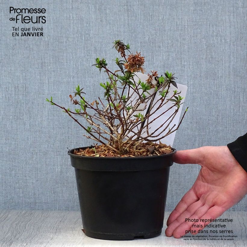 Exemplar von Abelia grandiflora Sherwood Topf mit 2L/3L wie im Winter geliefert