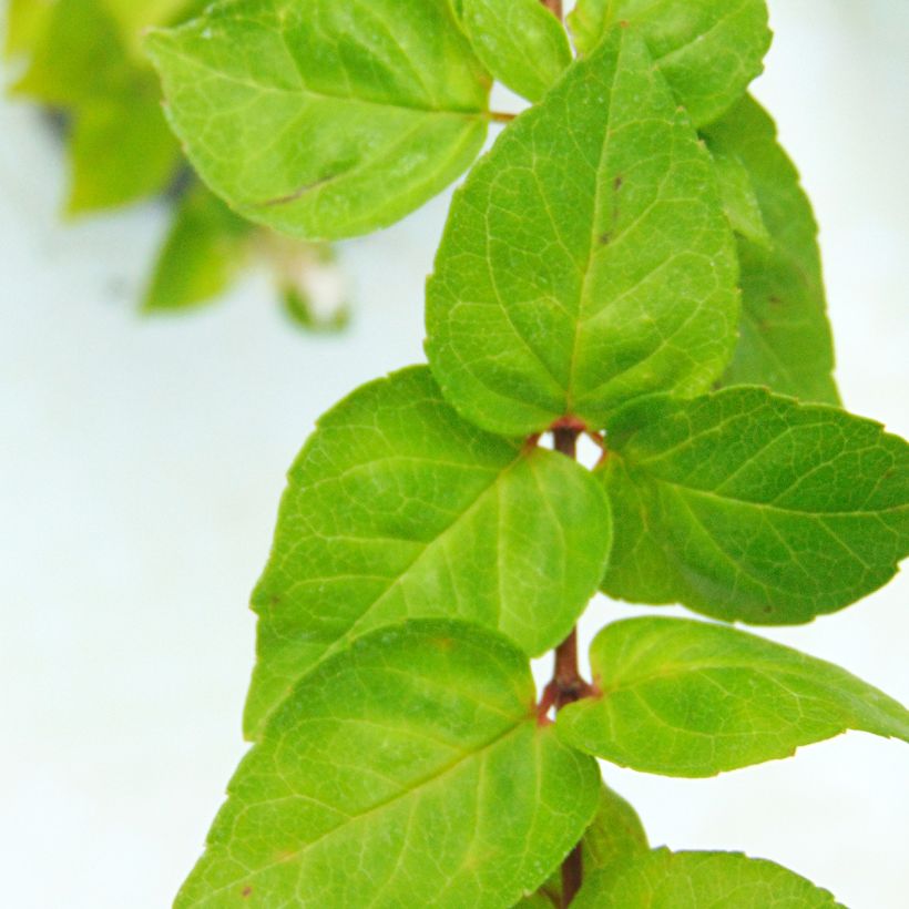 Abelia chinensis - Abelie (Laub)