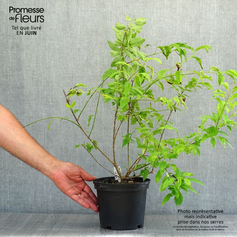 Exemplar von Abelia chinensis - Abelie Topf mit 2L/3L wie im Sommer geliefert