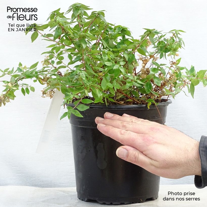 Exemplar von Abelia grandiflora Caramel Charm Topf mit 3L/4L wie im Winter geliefert