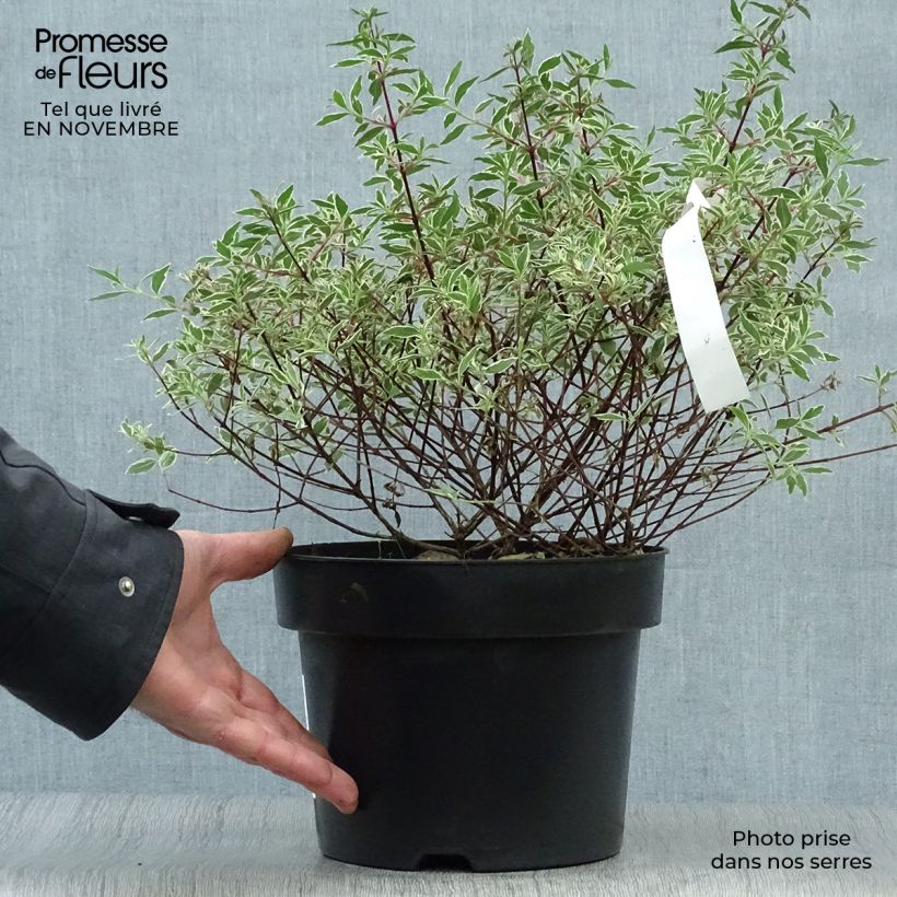 Exemplar von Abelia grandiflora Confetti Topf mit 3L/4L wie im Herbst geliefert