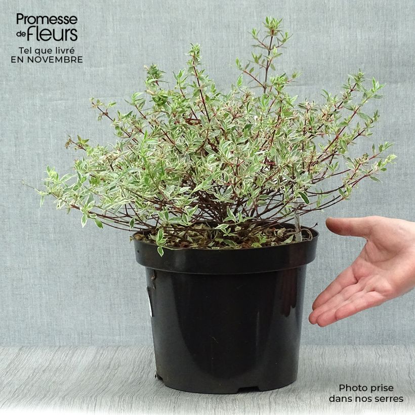 Exemplar von Abelia grandiflora Confetti Topf mit 7,5L/10L wie im Herbst geliefert