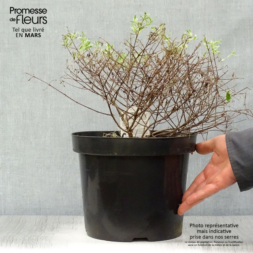 Exemplar von Abelia grandiflora Confetti Topf mit 7,5L/10L wie im Frühjahr geliefert