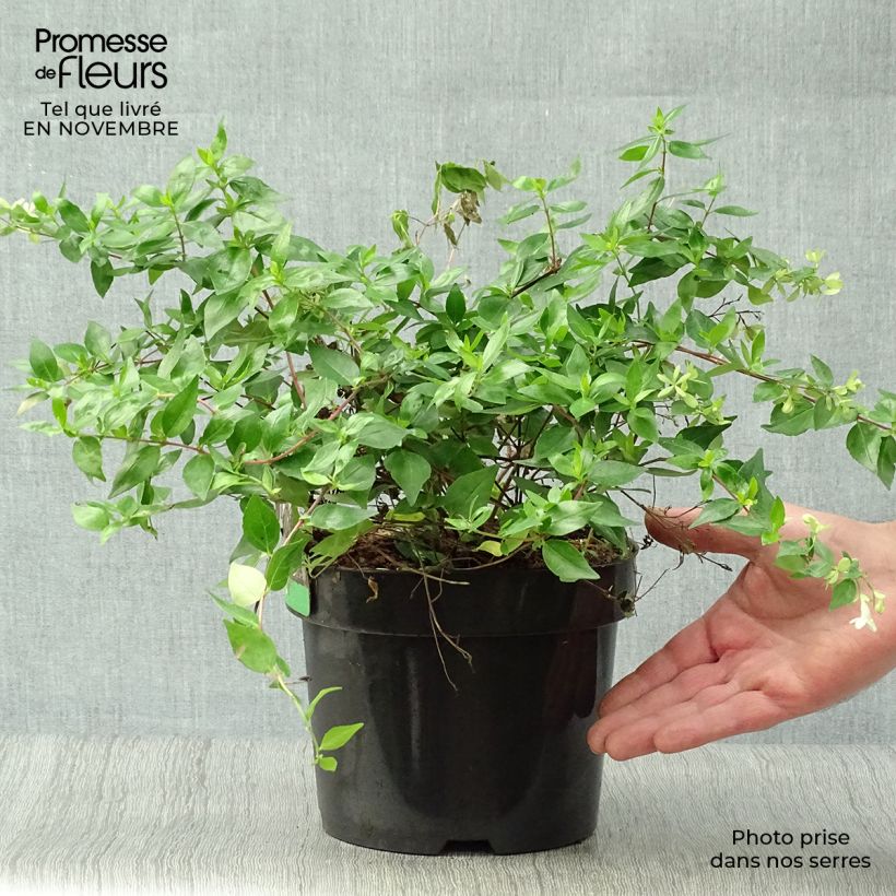 Exemplar von Abelia grandiflora Francis Mason Topf mit 3L/4L wie im Herbst geliefert