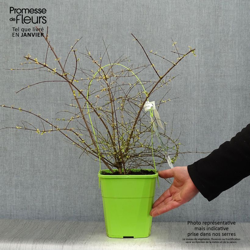 Exemplar von Abelia grandiflora Hopleys Topf mit 2L/3L wie im Winter geliefert