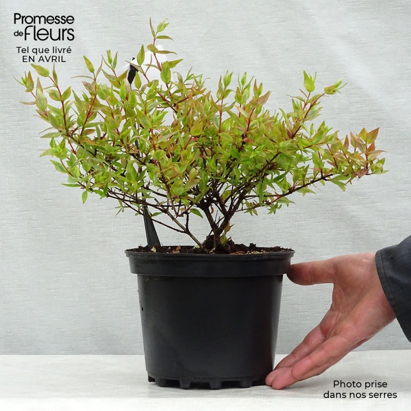 Exemplar von Abelia grandiflora Kaleidoscope Topf mit 2L/3L wie im Frühjahr geliefert