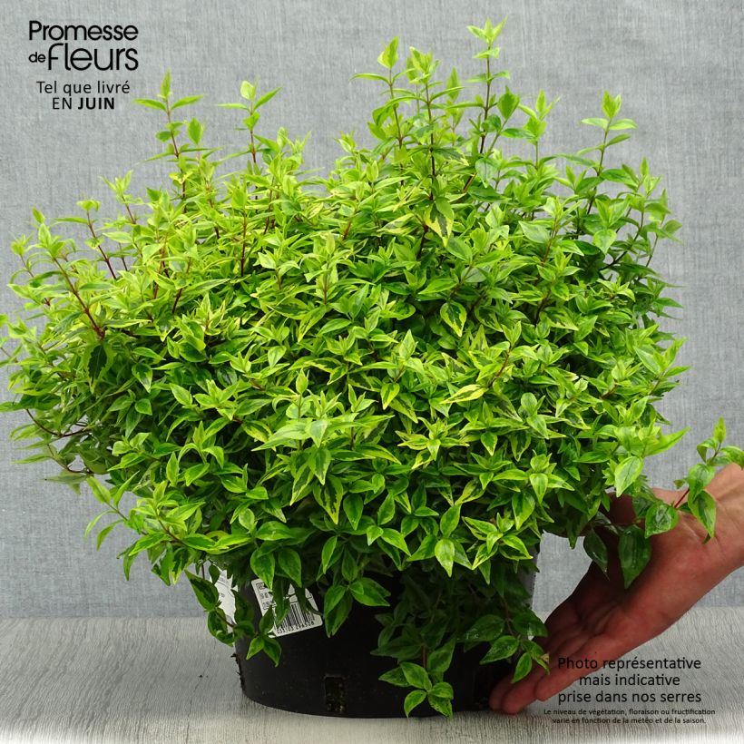 Exemplar von Abelia grandiflora Kaleidoscope Topf mit 3L/4L wie im Sommer geliefert