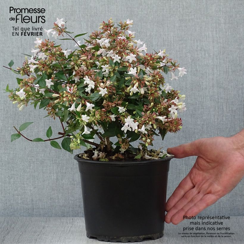 Exemplar von Abelia grandiflora - Grossblütige Abelie Topf mit 2L/3L wie im Herbst geliefert