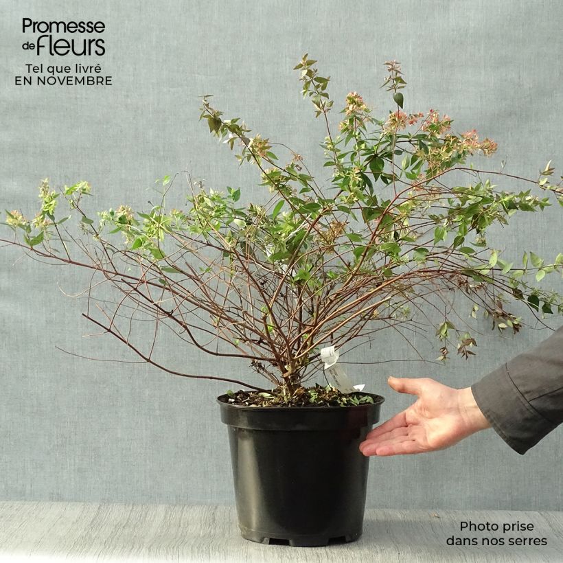Exemplar von Abelia grandiflora - Grossblütige Abelie Topf mit 7,5L/10L wie im Herbst geliefert