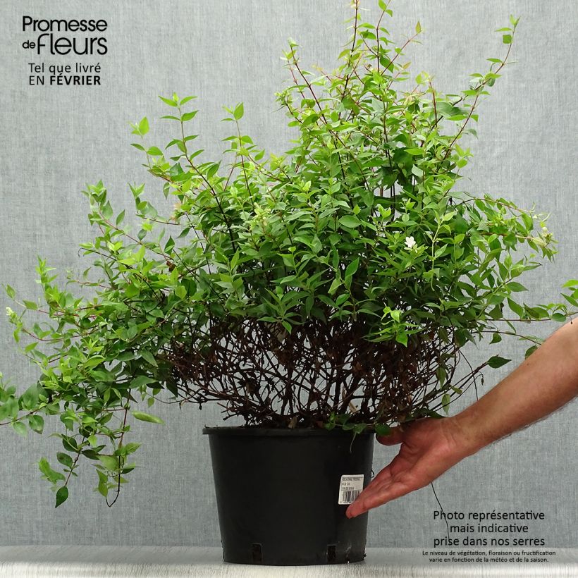 Exemplar von Abelia grandiflora Prostrata Topf mit 7,5L/10L wie im Herbst geliefert