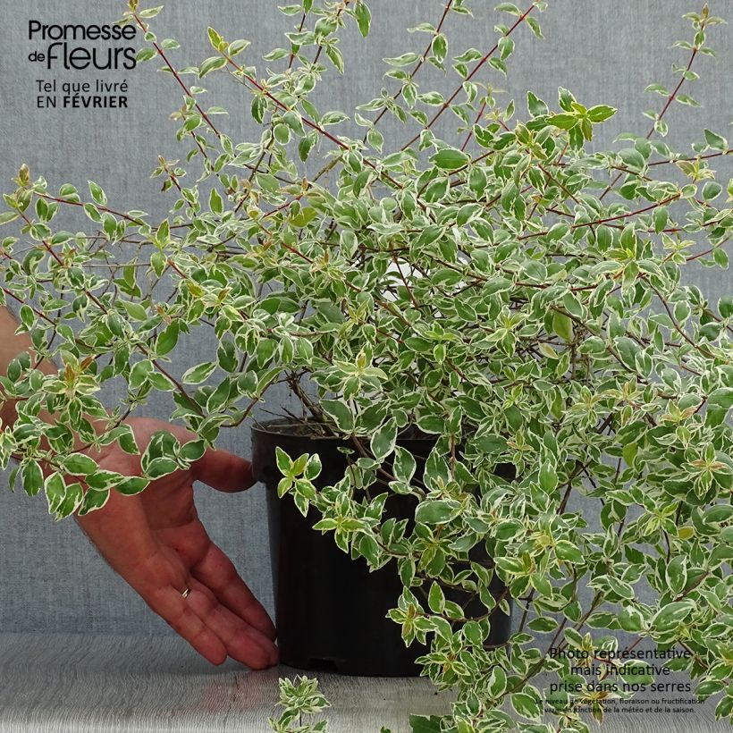 Exemplar von Abelia grandiflora Sparkling Silver Topf mit 2L/3L wie im Herbst geliefert