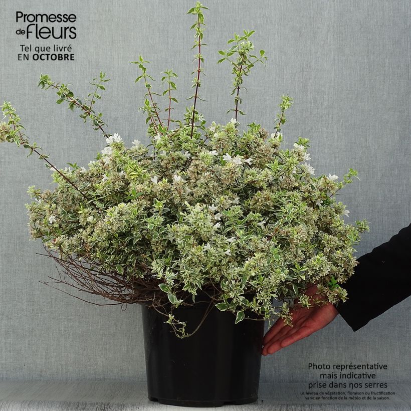 Exemplar von Abelia grandiflora Sparkling Silver Topf mit 7,5L/10L wie im Herbst geliefert
