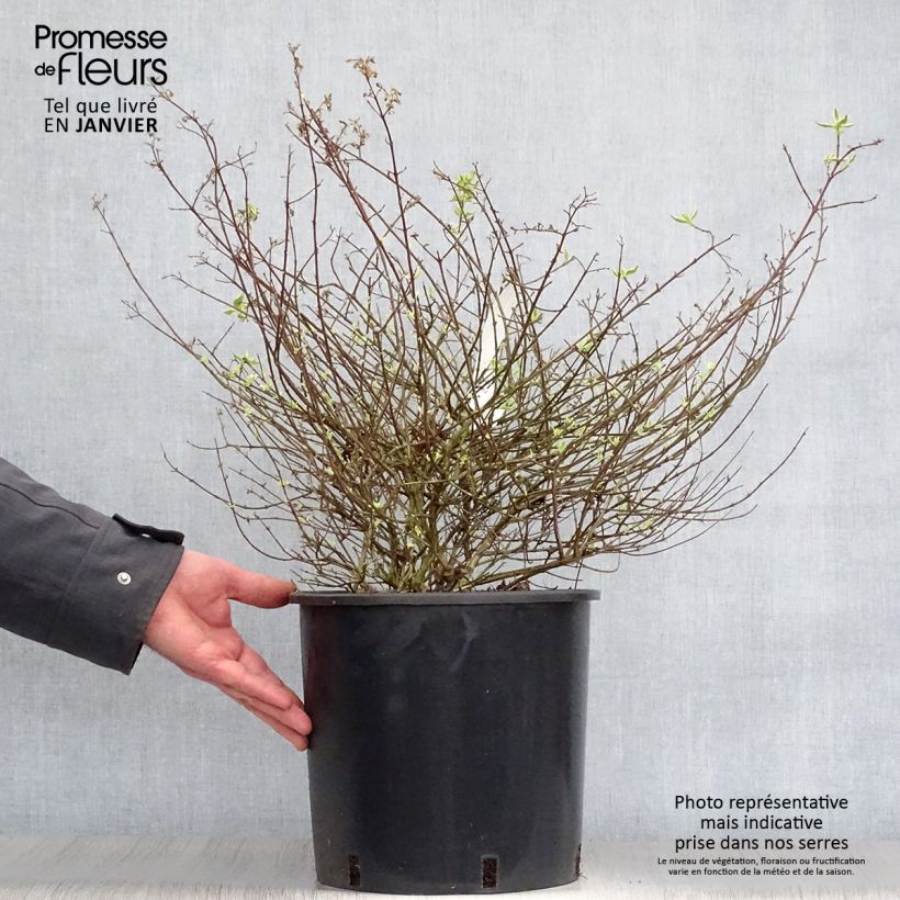 Exemplar von Abelia grandiflora Sparkling Silver Topf mit 7,5L/10L wie im Winter geliefert