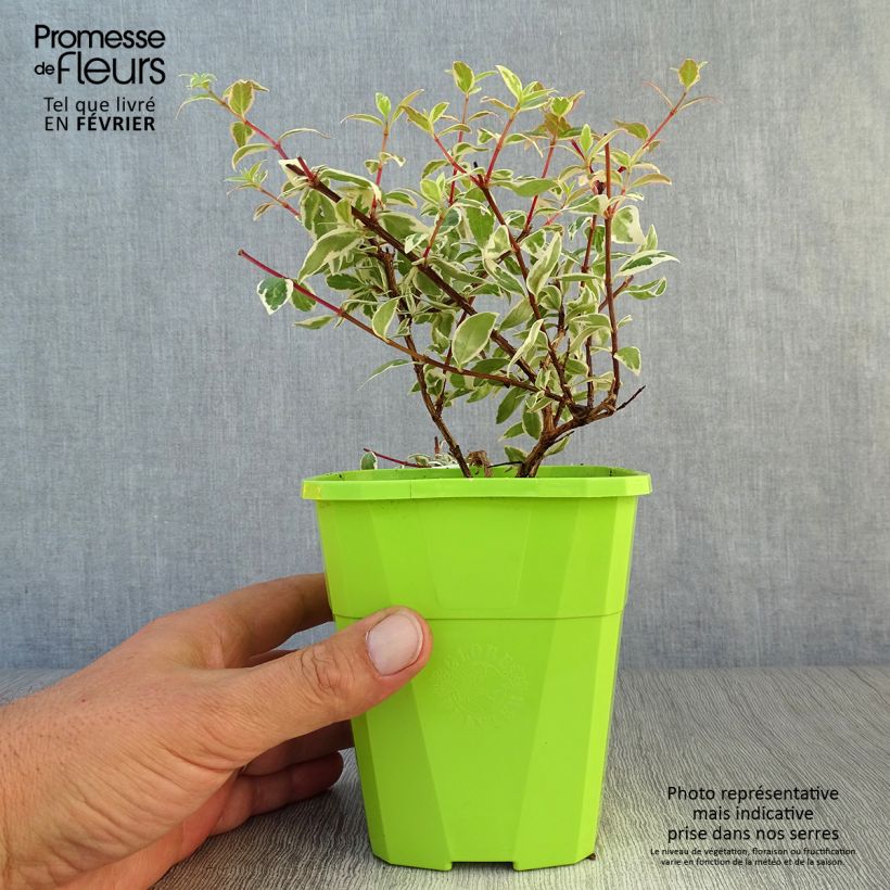 Exemplar von Abelia grandiflora Steredenn Topf mit 1L/1,5L wie im Herbst geliefert