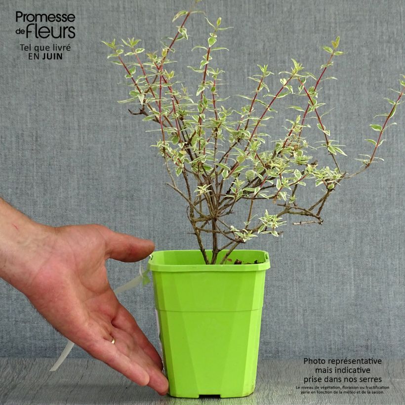 Exemplar von Abelia grandiflora Steredenn Topf mit 1L/1,5L wie im Sommer geliefert
