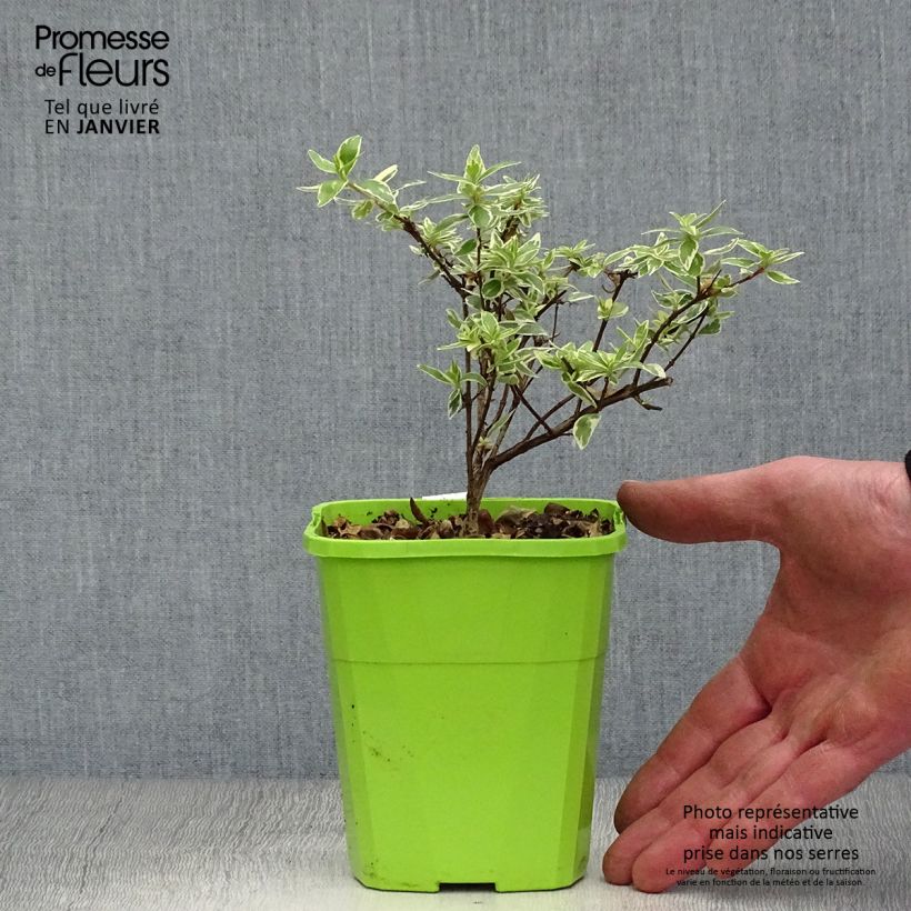 Exemplar von Abelia grandiflora Steredenn Topf mit 1L/1,5L wie im Winter geliefert