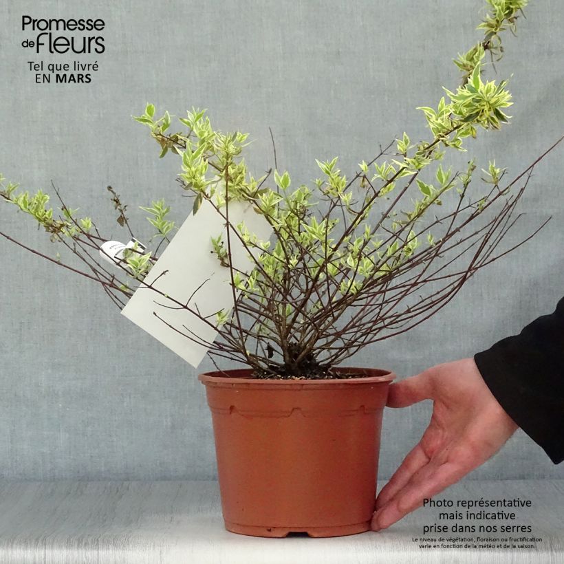 Exemplar von Abelia grandiflora Tricolor Charm Topf mit 3L/4L wie im Frühjahr geliefert