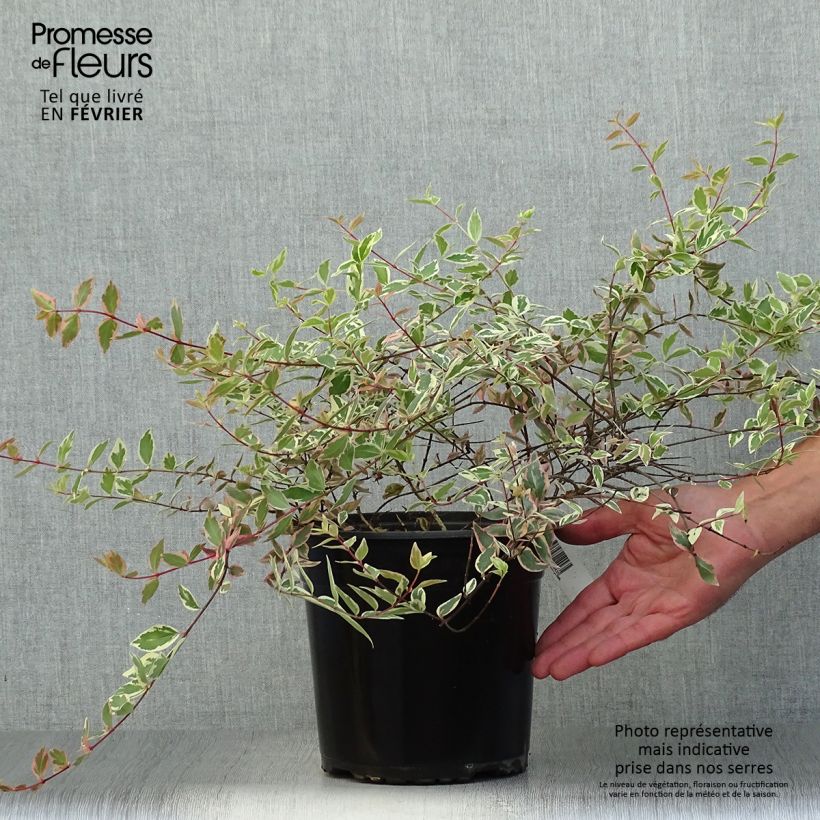 Exemplar von Abelia grandiflora Tricolor Charm Topf mit 3L/4L wie im Herbst geliefert