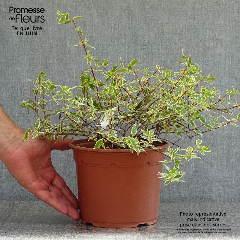 Exemplar von Abelia grandiflora Tricolor Charm Topf mit 3L/4L wie im Sommer geliefert
