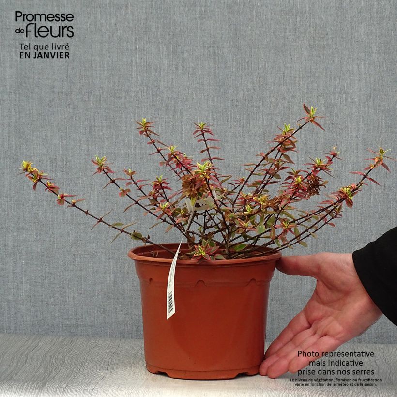 Exemplar von Abelia grandiflora Tricolor Charm Topf mit 3L/4L wie im Winter geliefert