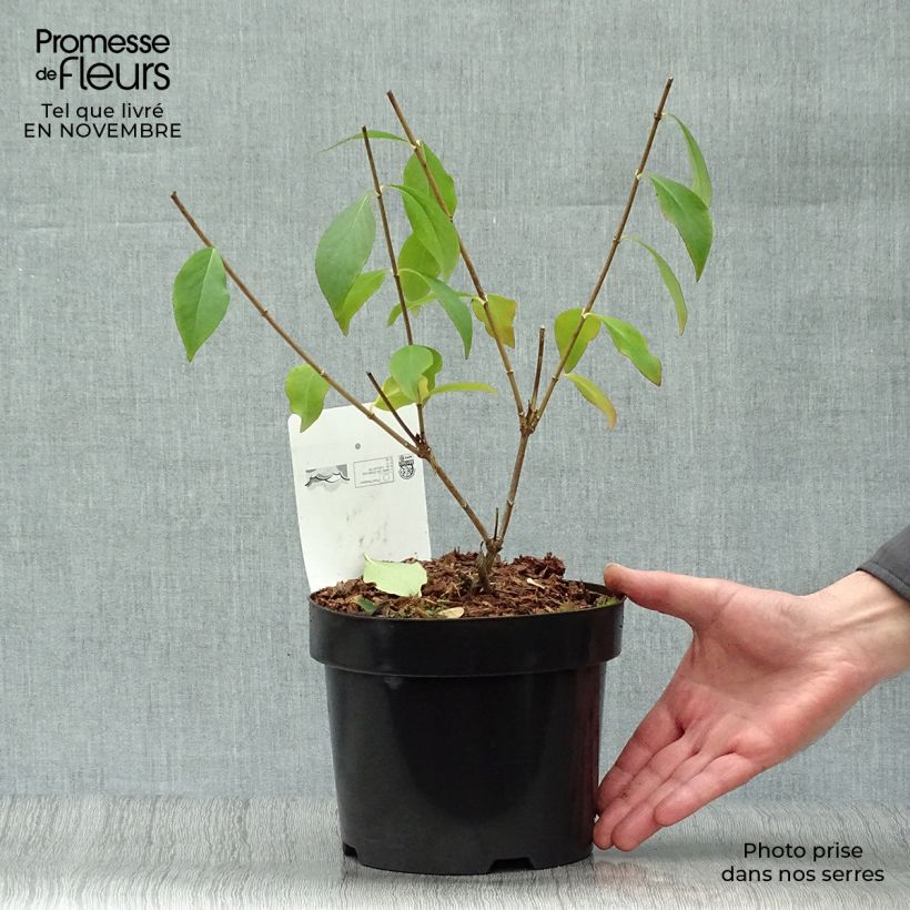 Exemplar von Abelia mosanensis Monia - Koreanische Abelie Topf mit 3L/4L wie im Herbst geliefert