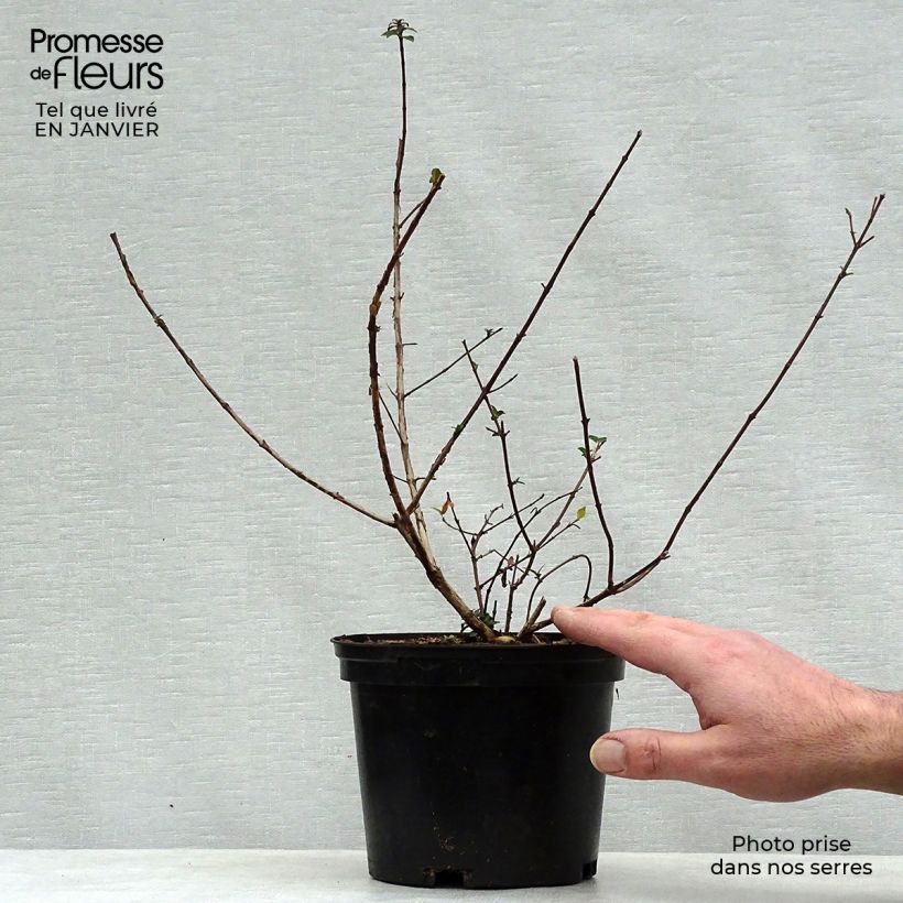 Exemplar von Abelia grandiflora Sunny Charm Topf mit 2L/3L wie im Winter geliefert