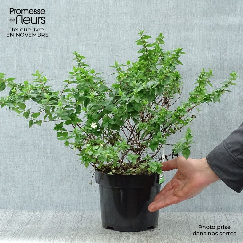 Exemplar von Abelia zanderi Little Richard Topf mit 2L/3L wie im Herbst geliefert