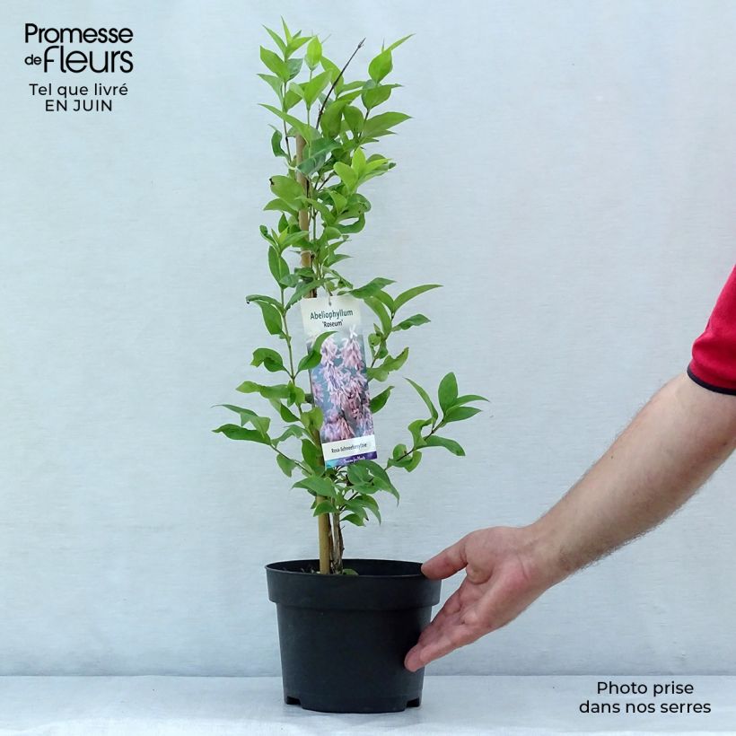 Exemplar von Abeliophyllum distichum Roseum - Rosenforsythie Topf mit 2L/3L wie im Sommer geliefert