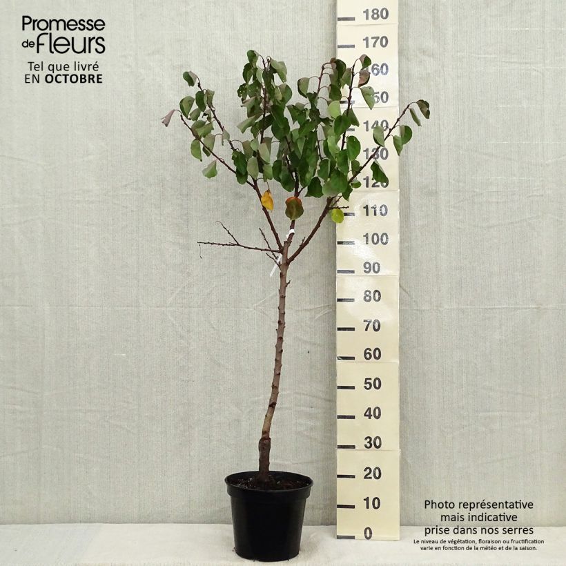 Exemplar von Aprikose Bergeron - Prunus armeniaca Topf mit 7,5L/10L, Gobelet-Form wie im Herbst geliefert