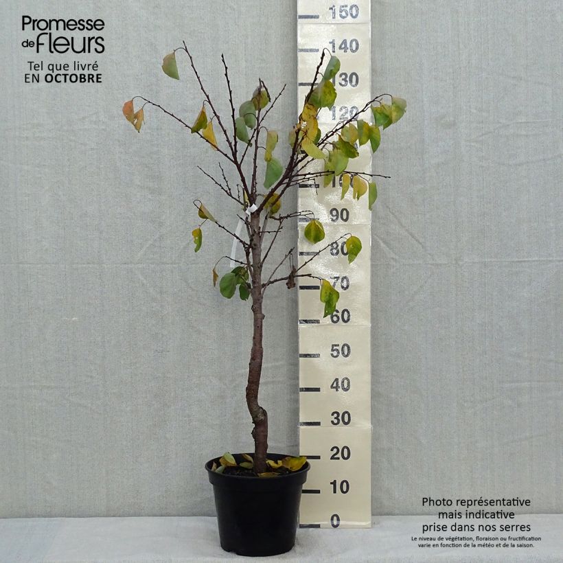 Exemplar von Aprikose Hargrand - Prunus armeniaca Topf mit 7,5L/10L, Gobelet-Form wie im Herbst geliefert