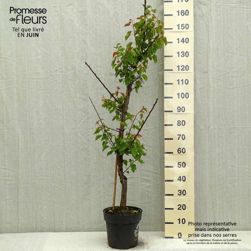 Exemplar von Aprikose Hargrand - Prunus armeniaca Topf mit 7,5L/10L, Gobelet-Form wie im Frühjahr geliefert