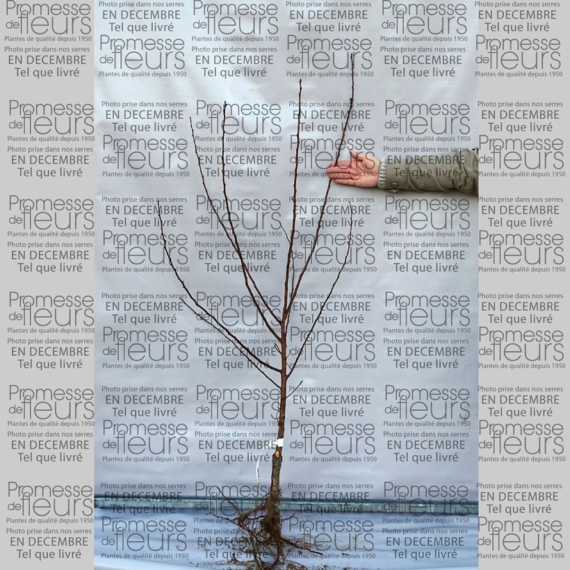 Beispiel eines Exemplars von Aprikose Luizet - Prunus armeniaca Wurzelnackt, Gobelet-Form wie geliefert