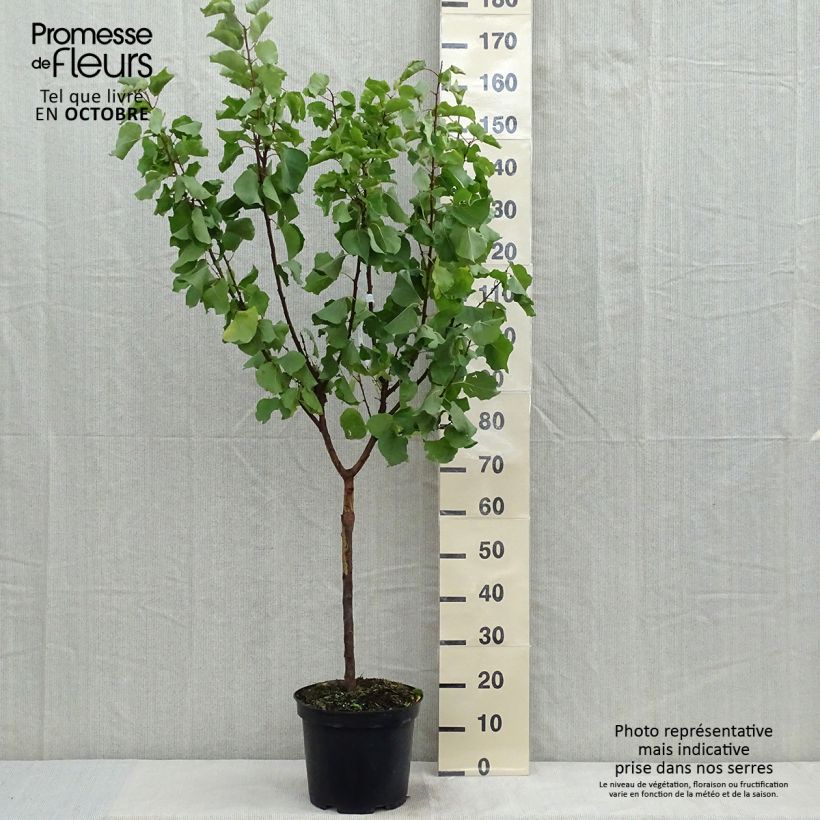 Exemplar von Aprikose Luizet - Prunus armeniaca Topf mit 7,5L/10L, Gobelet-Form wie im Herbst geliefert