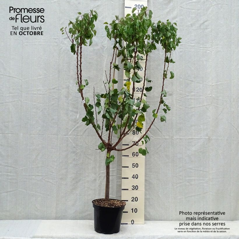 Exemplar von Aprikose Polonais - Prunus armeniaca Topf mit 7,5L/10L, Gobelet-Form wie im Herbst geliefert