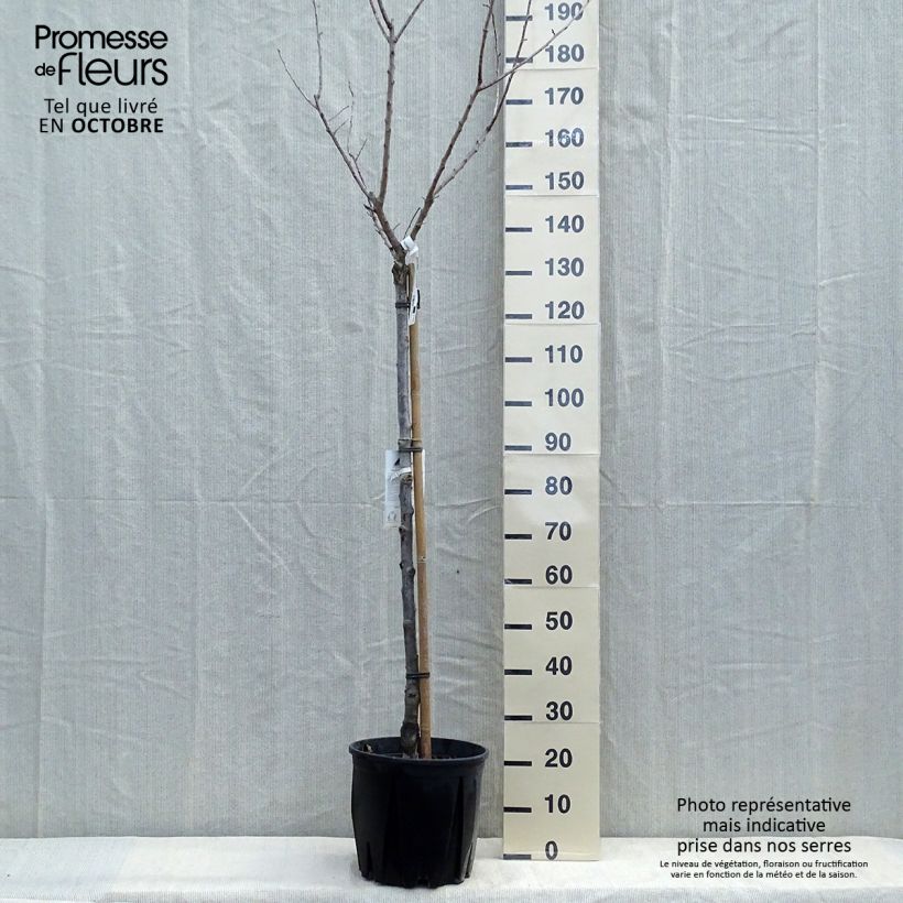 Exemplar von Aprikose Bulida - Prunus armeniaca Topf mit 7,5L/10L, Halbstamm wie im Herbst geliefert