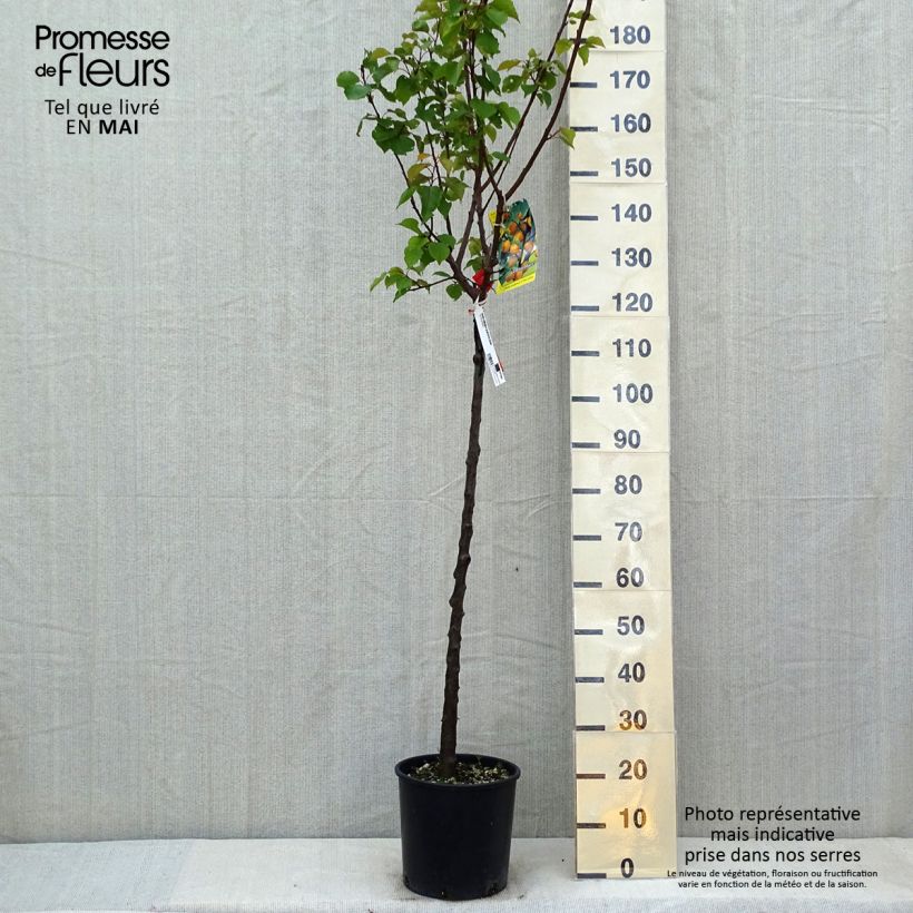 Exemplar von Aprikose Bulida - Prunus armeniaca Topf mit 7,5L/10L, Halbstamm wie im Frühjahr geliefert