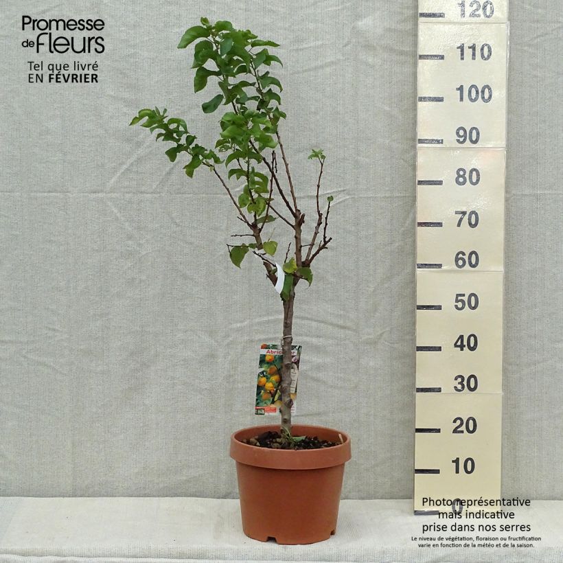 Exemplar von Aprikose Nanum - Prunus armeniaca Topf mit 7,5L/10L, Zwergform wie im Herbst geliefert