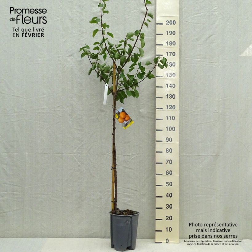 Exemplar von Aprikose Peche de Nancy - Prunus armeniaca Topf mit 7,5L/10L, Halbstamm wie im Herbst geliefert