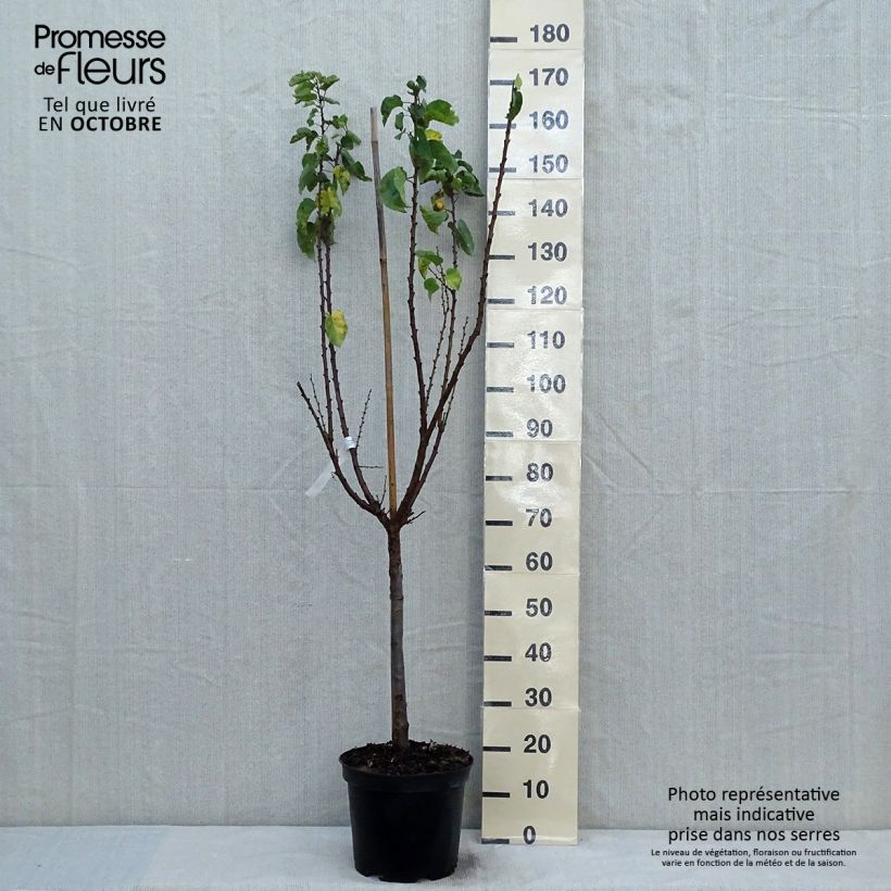 Exemplar von Aprikose Rouge du Roussillon - Prunus armeniaca Topf mit 7,5L/10L, Gobelet-Form wie im Herbst geliefert