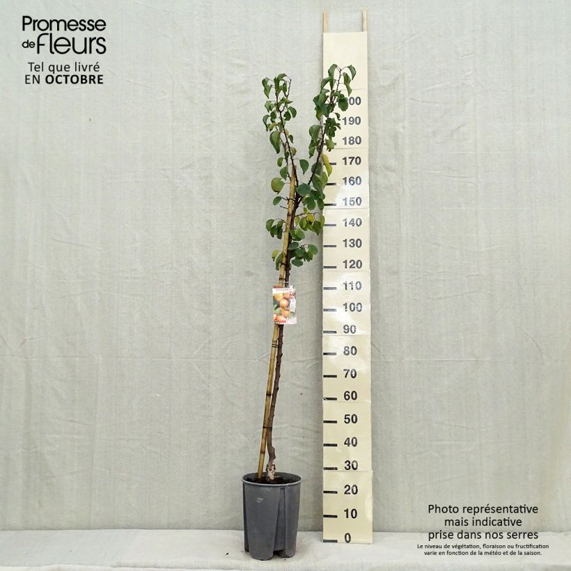 Exemplar von Aprikose Royal - Prunus armeniaca Topf mit 7,5L/10L, Halbstamm wie im Herbst geliefert
