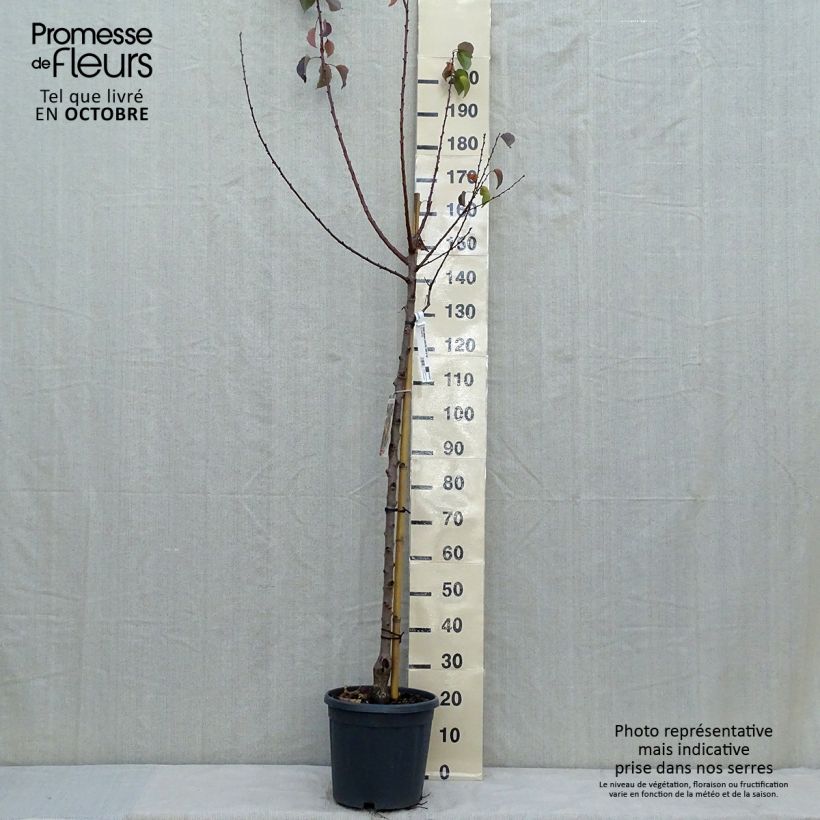 Exemplar von Aprikose Tardif de Tain - Prunus armeniaca Topf mit 7,5L/10L, Halbstamm wie im Herbst geliefert