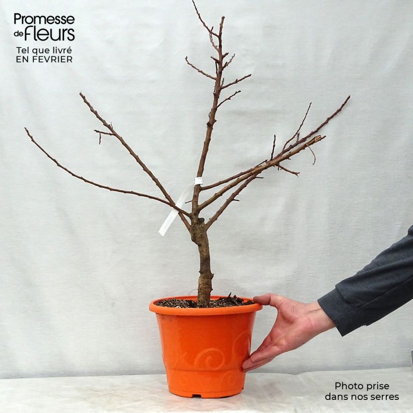 Exemplar von Aprikose Garden Aprigold - Prunus armeniaca Topf mit 6L/7L, Zwergform wie im Winter geliefert