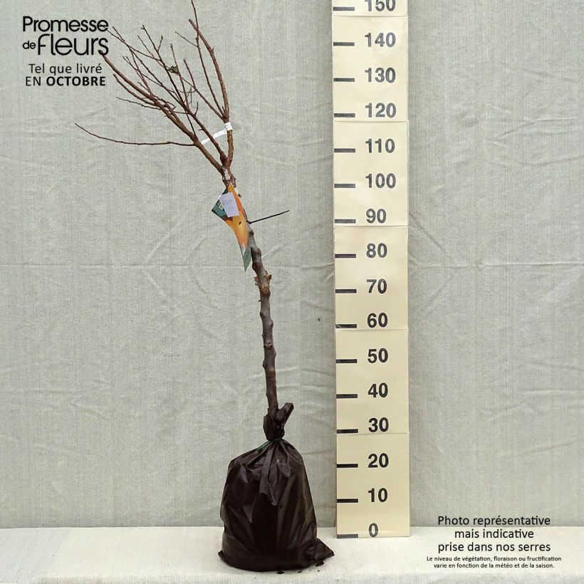 Exemplar von Aprikose Rustique Des Pyrénées bourquin - Prunus armeniaca Plug "Fertig-zum-Pflanzen", Gobelet-Form wie im Herbst geliefert