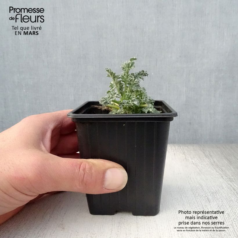 Exemplar von Wermut Bio - Artemisia absinthium Kleine Töpfe von 7/8 cm wie im Frühjahr geliefert